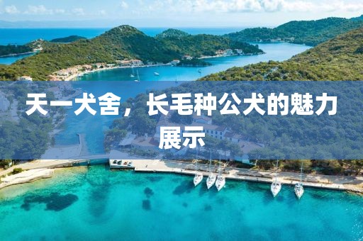天一犬舍，長毛種公犬的魅力展示