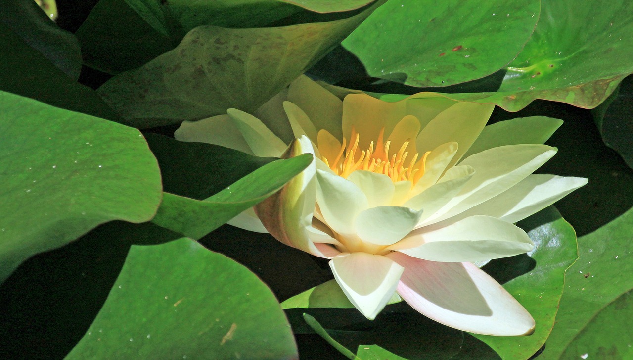 江門瓏湖灣未來繁華啟幕，最新動態(tài)揭示未來發(fā)展新篇章