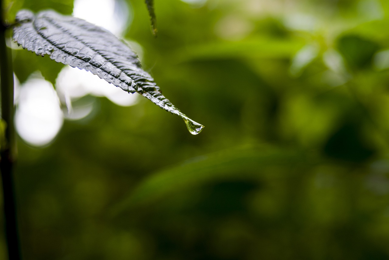 依生生物最新股票動(dòng)態(tài)全面解析，最新消息與全面解讀