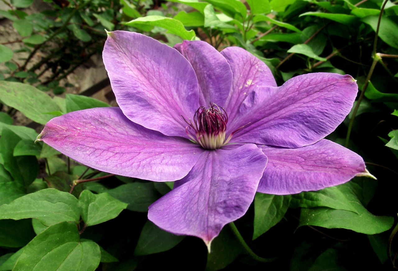 保定朝陽花園最新動態(tài)揭秘，未來美好藍(lán)圖展望