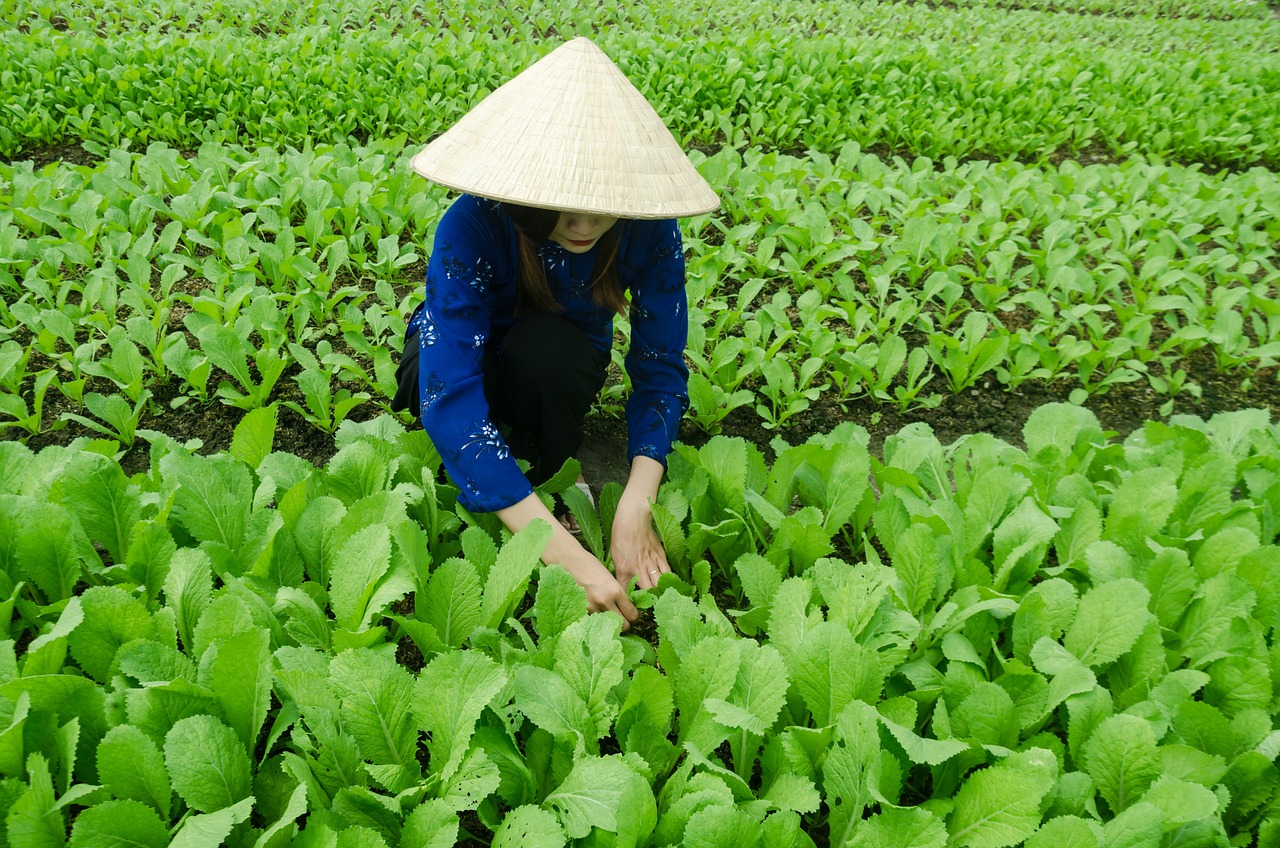 三亞海坡村最新概覽，最新發(fā)展動態(tài)與現狀解析