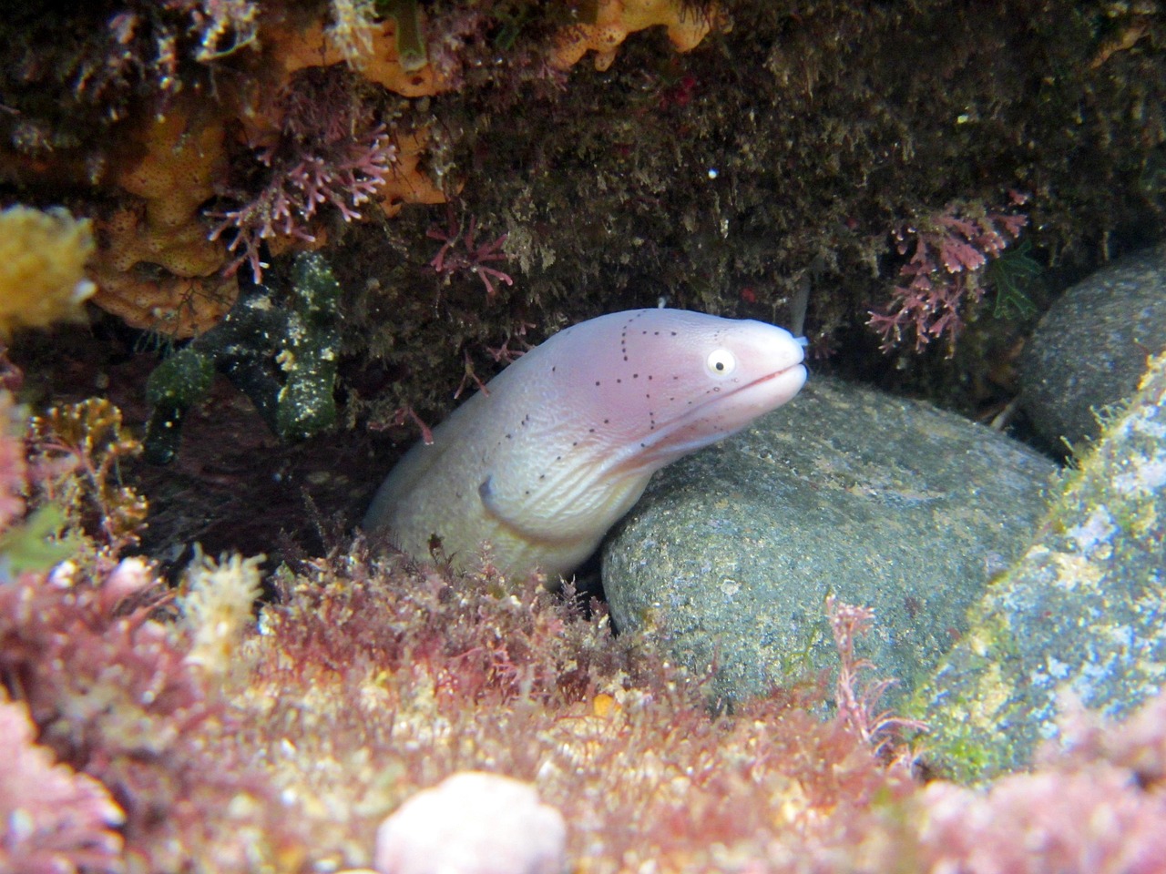 探索海洋霸權(quán)，最新360海島奇兵下載指南