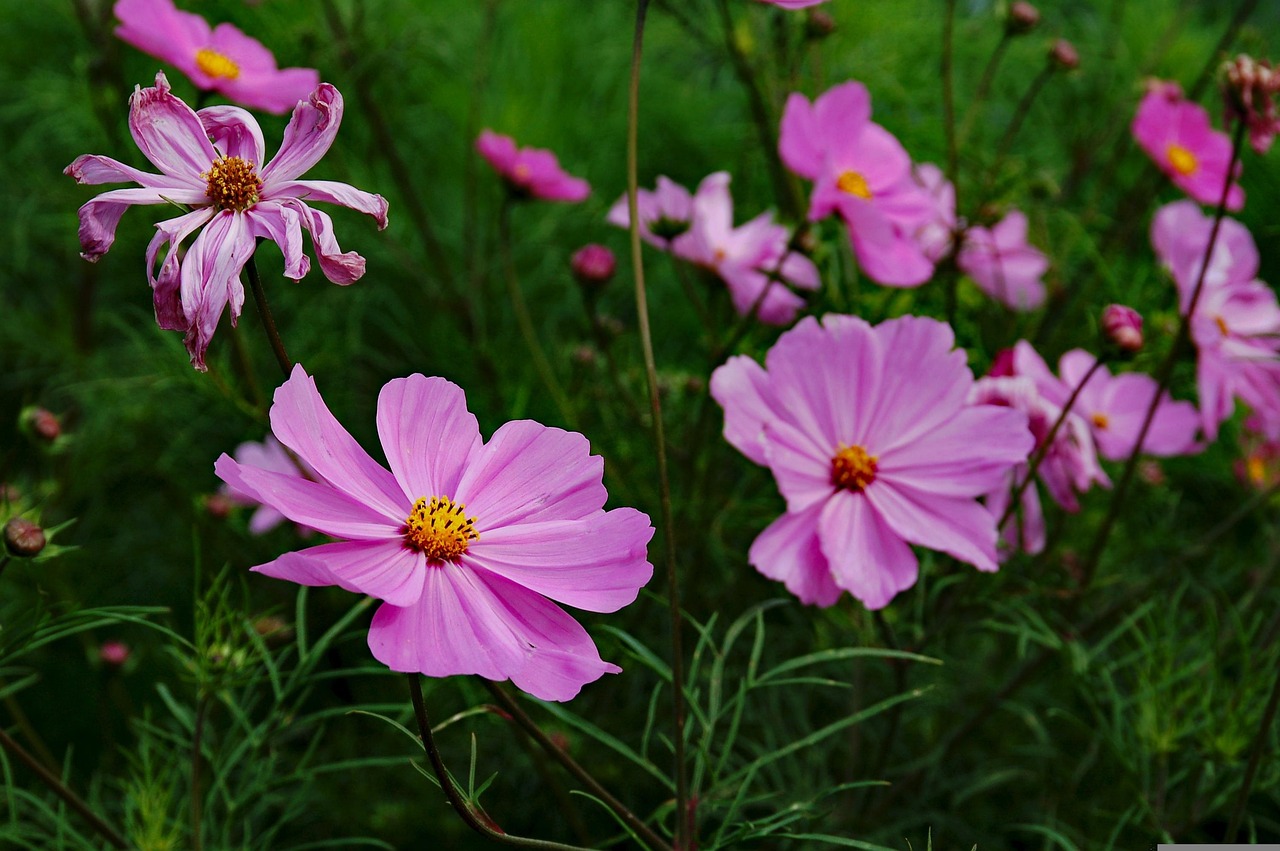 三峽花苑，時(shí)代風(fēng)采與花朵的綻放同步前行