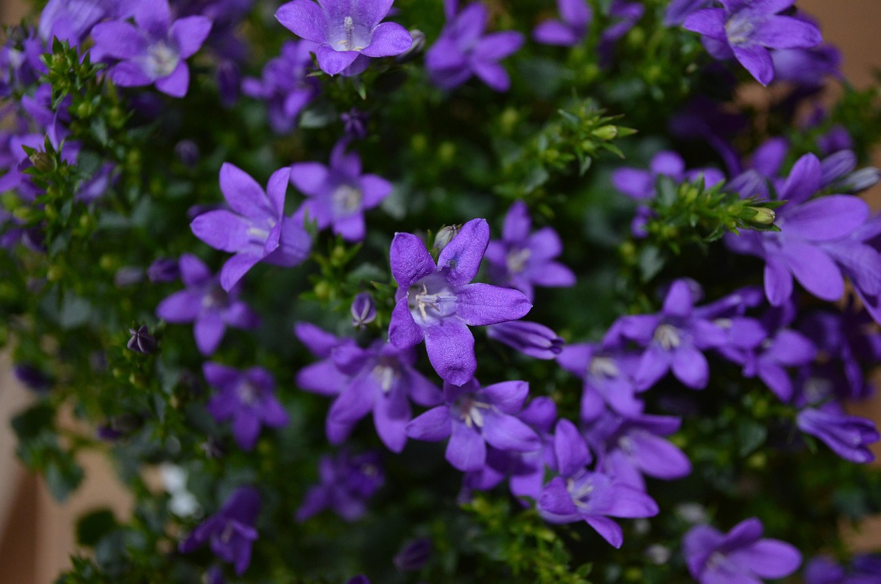 燕郊四季花都最新動態(tài)，城市未來之花綻放，花朵與都市共成長