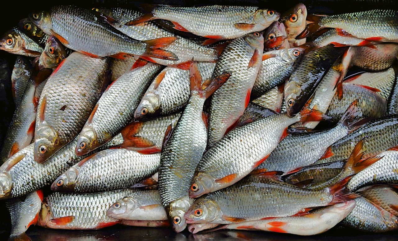 浦魚達(dá)人最新版本下載，全新功能與特色體驗(yàn)