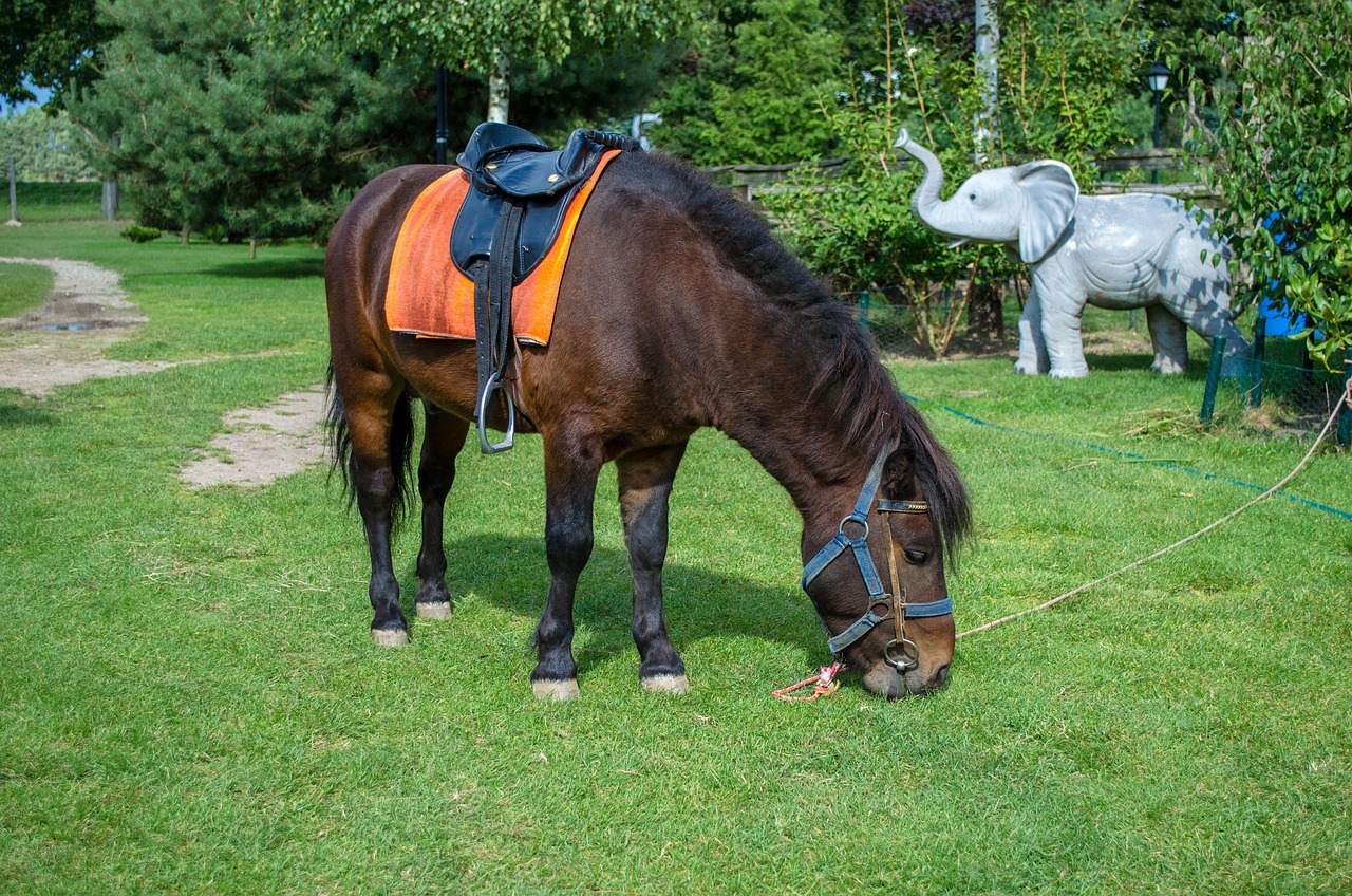 深圳野生動物園游玩攻略，最新整理指南