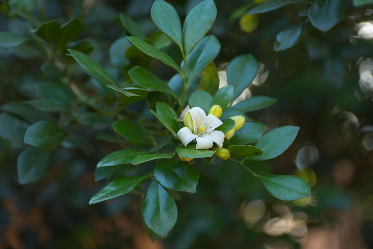 中醫(yī)藥法最新動(dòng)態(tài)，邁向現(xiàn)代化與規(guī)范化的新征程